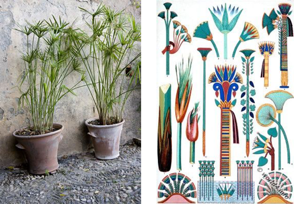 Papyrus Paradise • Les Bons Détails