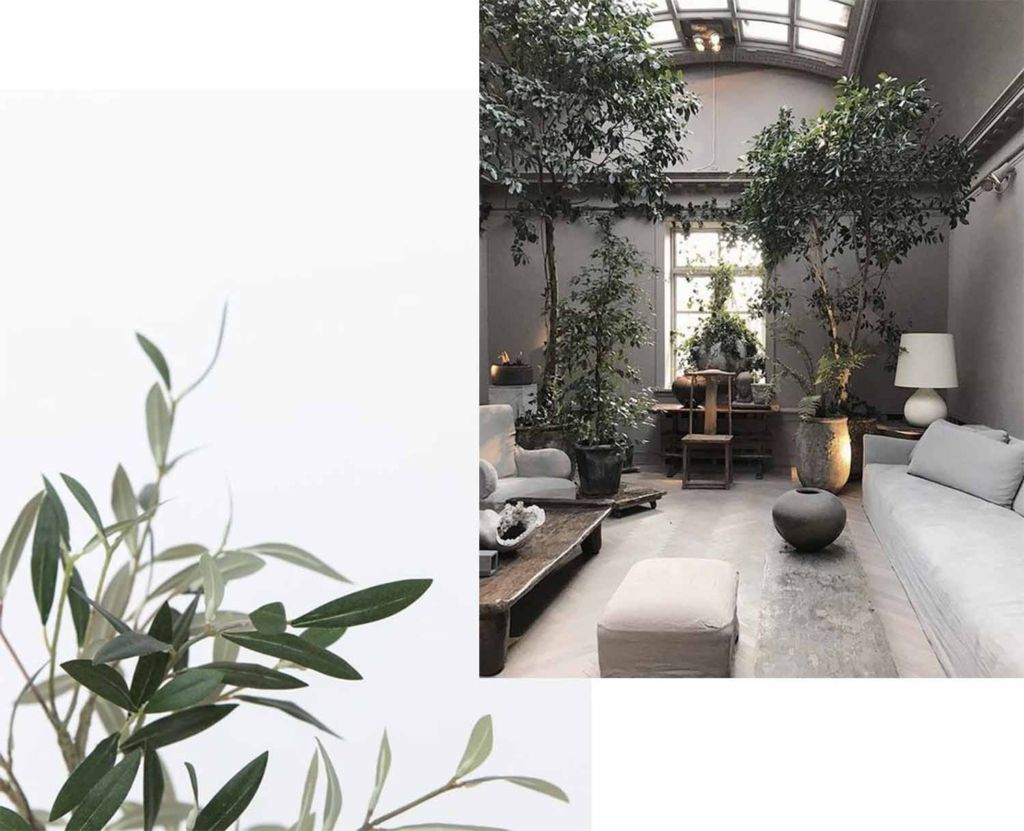 Oliviers d'intérieur : Indoors olive tree - LES BONS DÉTAILS